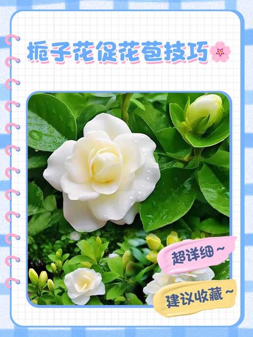 如何让栀子花长花苞（怎么让栀子花长高）-第7张图片-花花知道网