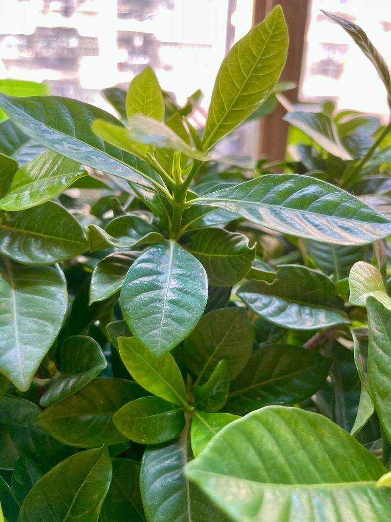 如何让栀子花长花苞（怎么让栀子花长高）-第8张图片-花花知道网