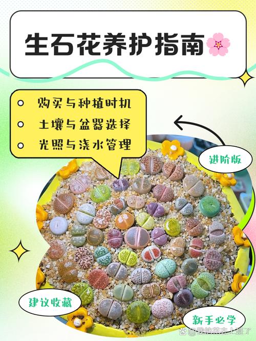 如何种生石花(如何种生石花种子)-第5张图片-花花知道网 如何种生石花(如何种生石花种子)-第5张图片-花花知道网
