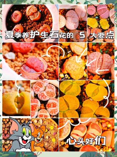 如何种生石花(如何种生石花种子)-第6张图片-花花知道网 如何种生石花(如何种生石花种子)-第6张图片-花花知道网