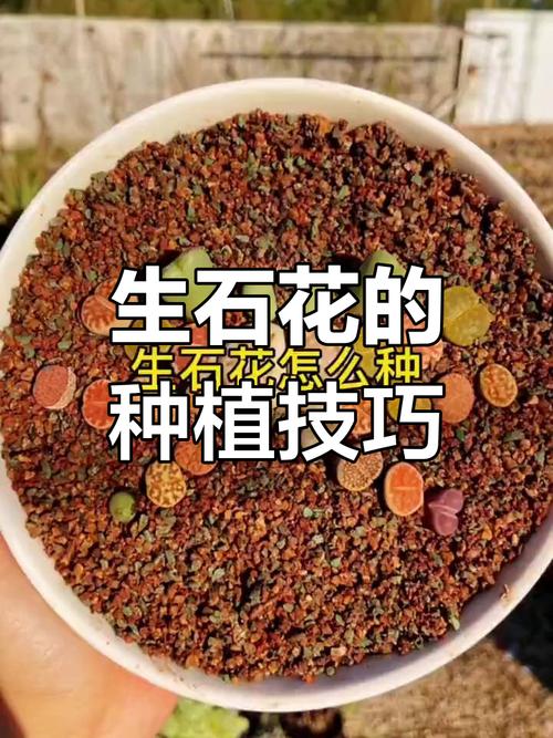 如何种生石花(如何种生石花种子)-第7张图片-花花知道网 如何种生石花(如何种生石花种子)-第7张图片-花花知道网