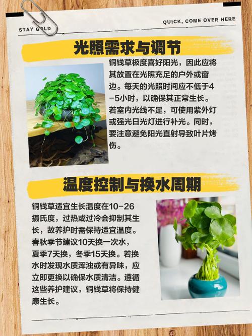 水培铜钱草怎么爆盆（水培铜钱草怎么爆盆最快）-第2张图片-花花知道网