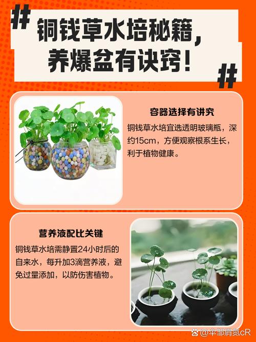 水培铜钱草怎么爆盆（水培铜钱草怎么爆盆最快）-第3张图片-花花知道网