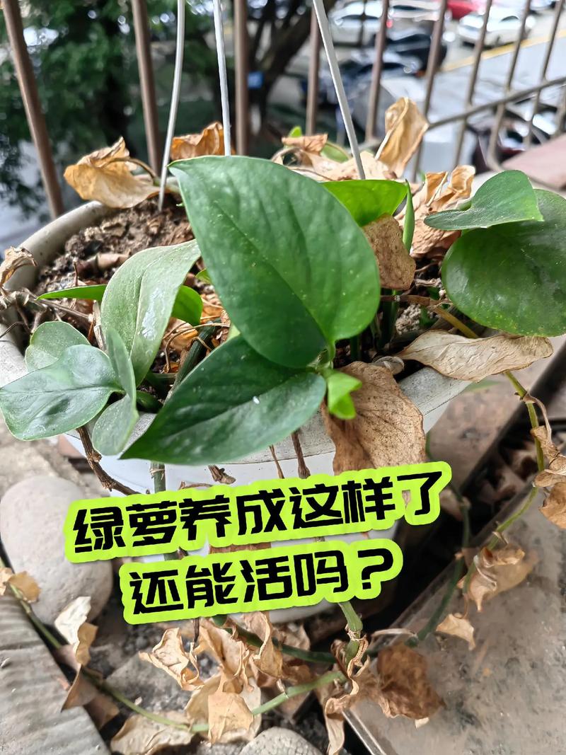 绿萝烧苗怎么办（绿萝肥大烧苗症状）-第1张图片-花花知道网