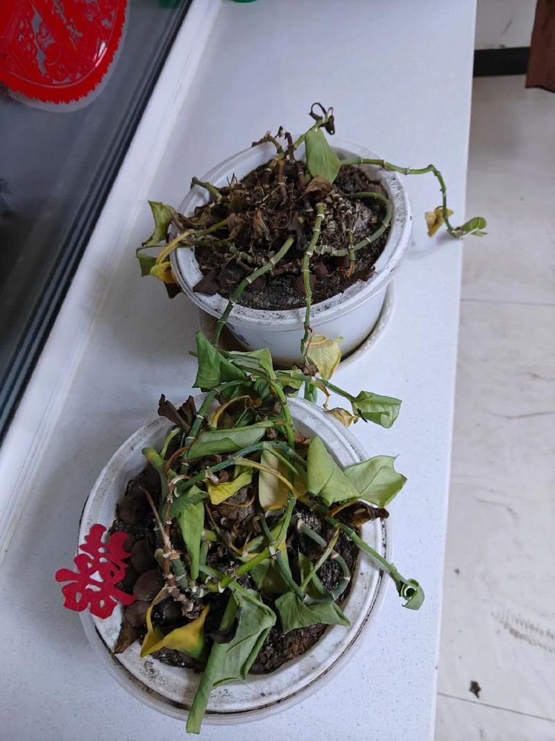 绿萝烧苗怎么办（绿萝肥大烧苗症状）-第2张图片-花花知道网