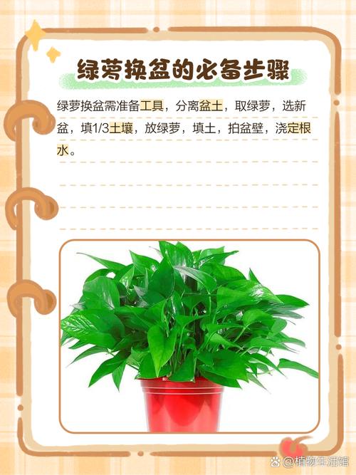 绿萝烧苗怎么办（绿萝肥大烧苗症状）-第4张图片-花花知道网