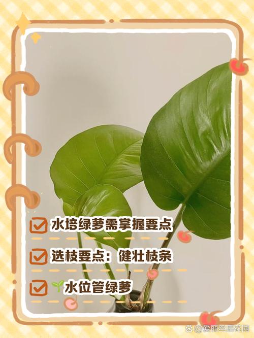 绿萝怎么扦插水培（绿萝扦插水培的正确方法）-第1张图片-花花知道网