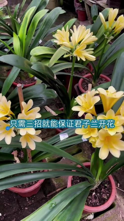 想要植株开花（想要开花的种子）-第3张图片-花花知道网
