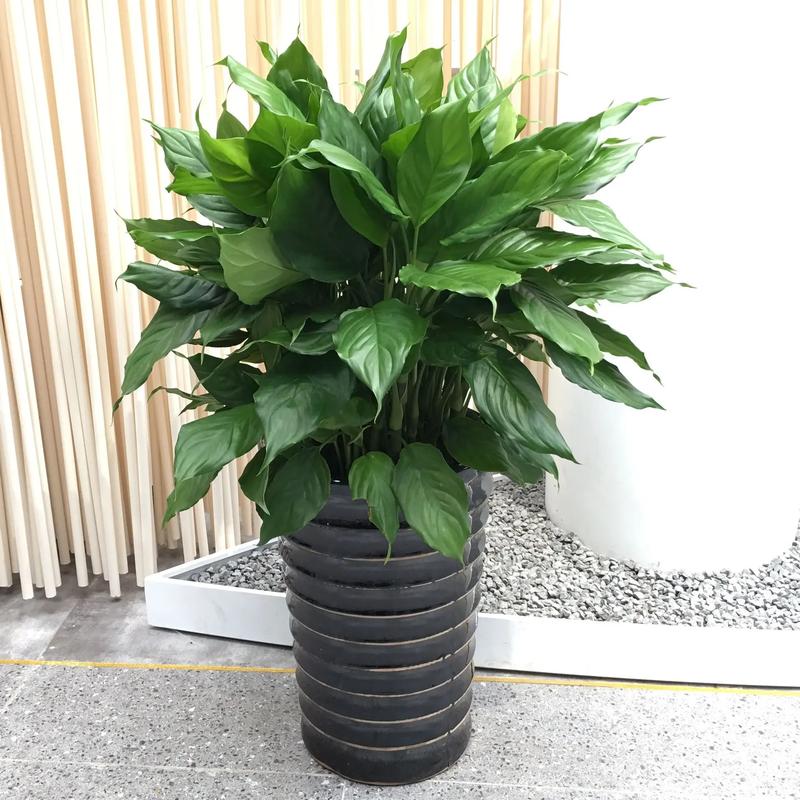 万年青如何换盆（万年青换盆要修根吗）-第4张图片-花花知道网
