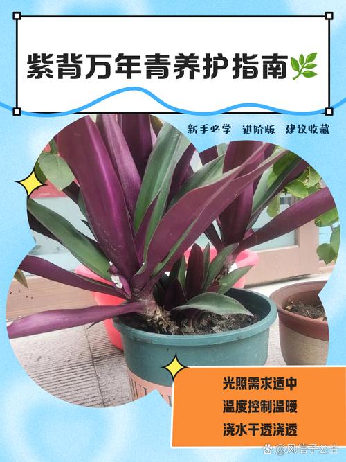 万年青如何换盆（万年青换盆要修根吗）-第7张图片-花花知道网