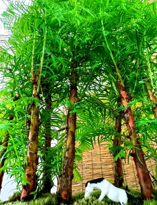 水杉树盆景怎么养（水杉盆栽怎么养）-第3张图片-花花知道网