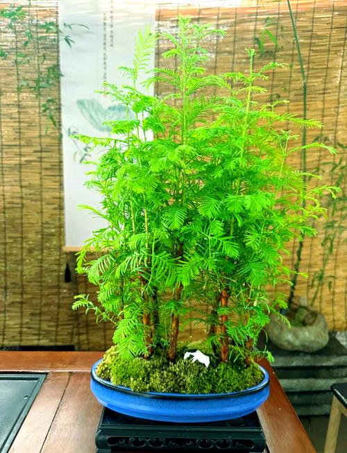 水杉树盆景怎么养（水杉盆栽怎么养）-第5张图片-花花知道网