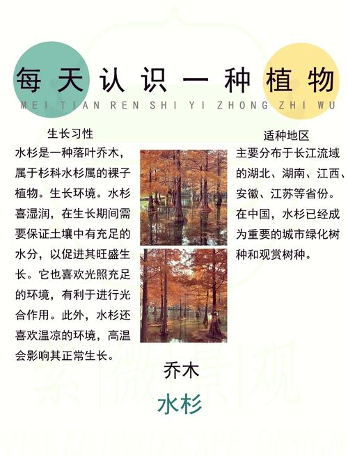 水杉树盆景怎么养（水杉盆栽怎么养）-第6张图片-花花知道网