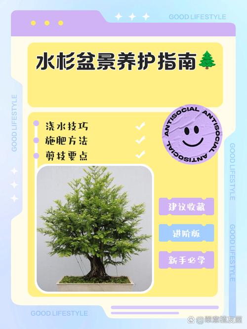 水杉树盆景怎么养（水杉盆栽怎么养）-第7张图片-花花知道网