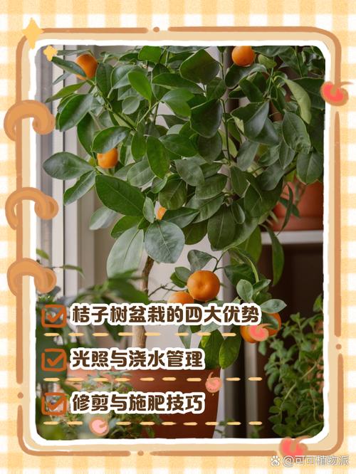 北方盆栽桔子树怎么养（北方能盆栽橘子树什么时候移栽）-第1张图片-花花知道网