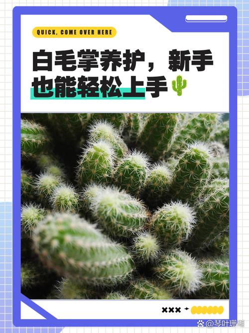 白毛掌怎么养（白毛掌怎么养才能开花更旺盛呢）-第1张图片-花花知道网