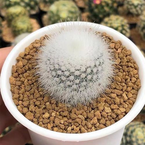 白毛掌怎么养（白毛掌怎么养才能开花更旺盛呢）-第3张图片-花花知道网