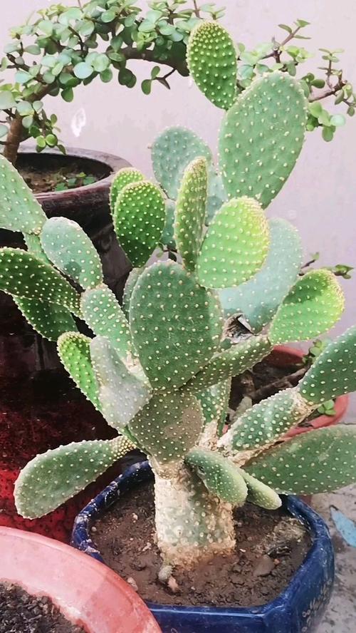 白毛掌怎么养（白毛掌怎么养才能开花更旺盛呢）-第7张图片-花花知道网