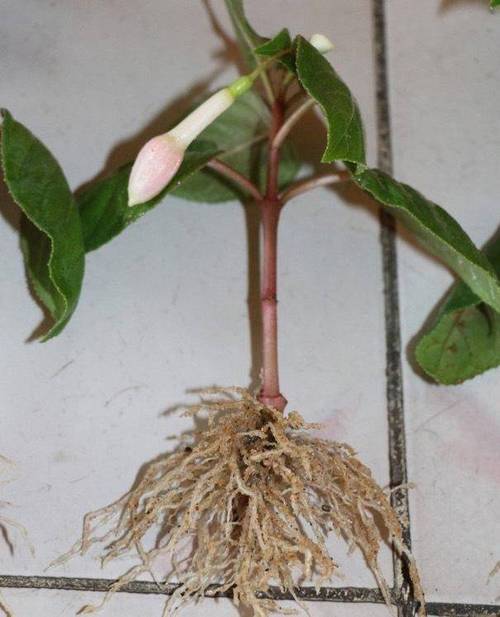 倒挂金钟水培生根方法（倒挂金钟可以泡水生根吗）-第2张图片-花花知道网