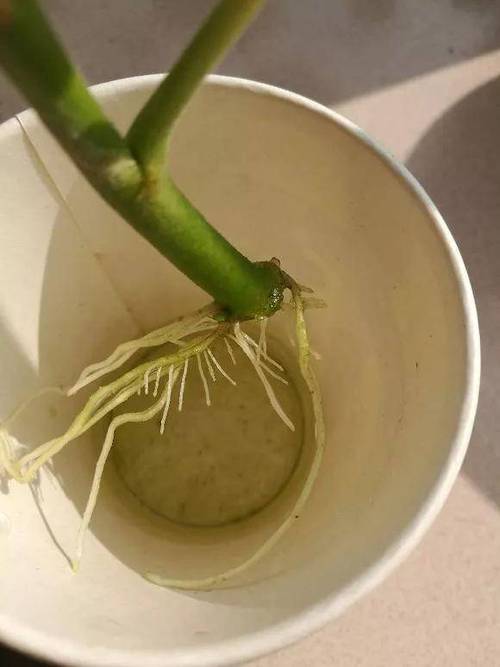 倒挂金钟水培生根方法（倒挂金钟可以泡水生根吗）-第5张图片-花花知道网
