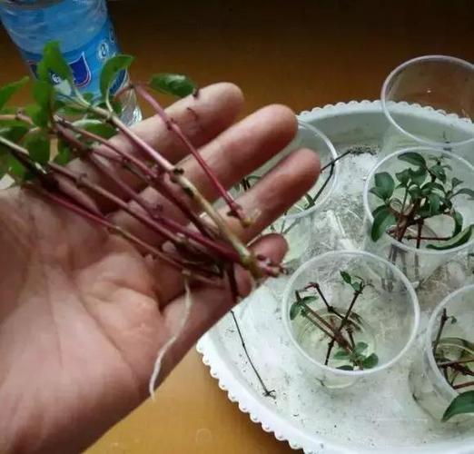 倒挂金钟水培生根方法（倒挂金钟可以泡水生根吗）-第6张图片-花花知道网