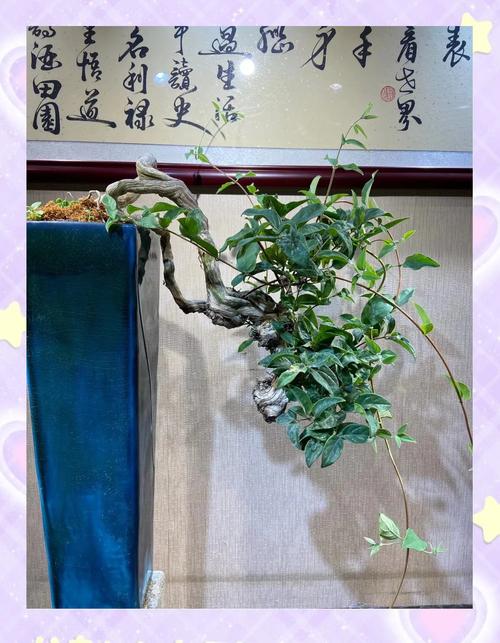 金银花怎么养（金银花怎么养护和浇水）-第3张图片-花花知道网