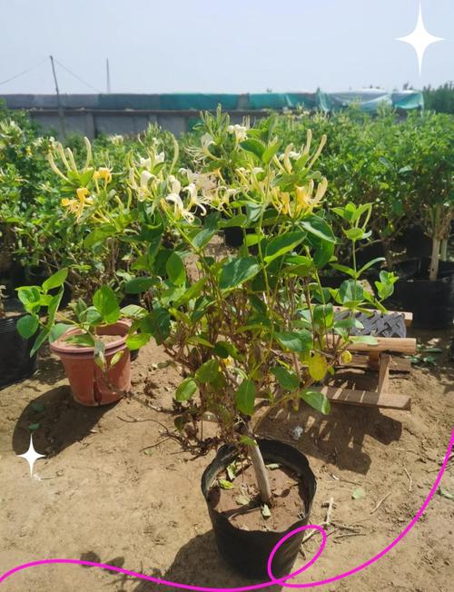 金银花怎么养（金银花怎么养护和浇水）-第4张图片-花花知道网