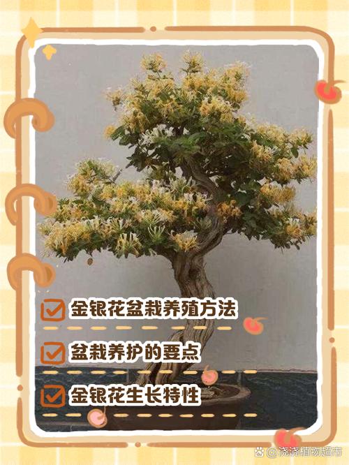 金银花怎么养（金银花怎么养护和浇水）-第6张图片-花花知道网