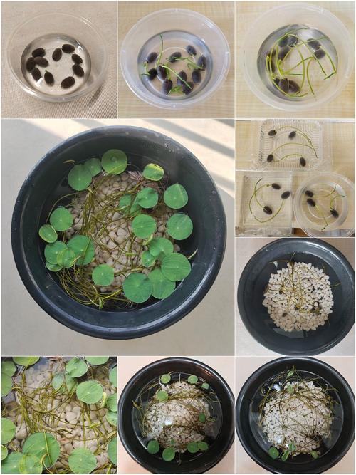 碗莲可以用沙子养吗（碗莲可以用沙子养吗怎么养）-第2张图片-花花知道网