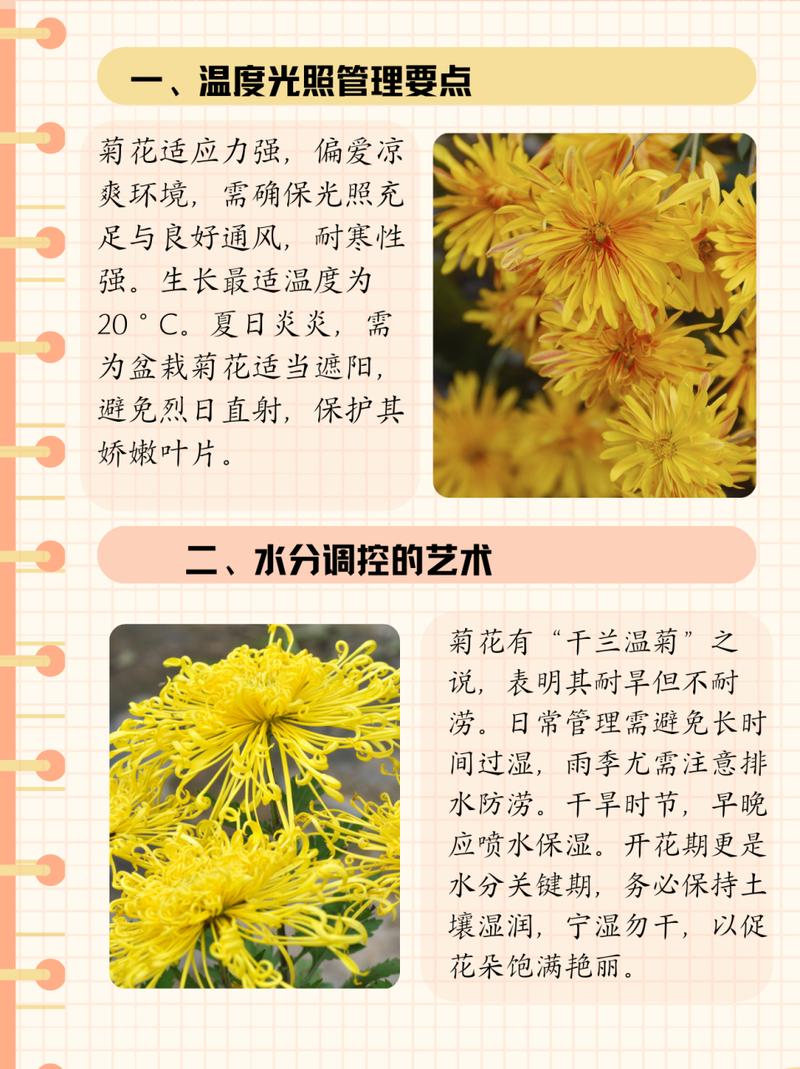 菊花春天怎么养（菊花春天养肝吗）-第1张图片-花花知道网