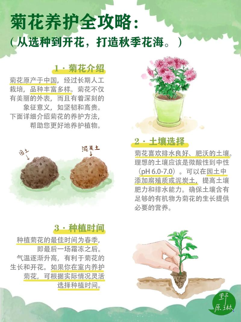 菊花春天怎么养（菊花春天养肝吗）-第4张图片-花花知道网
