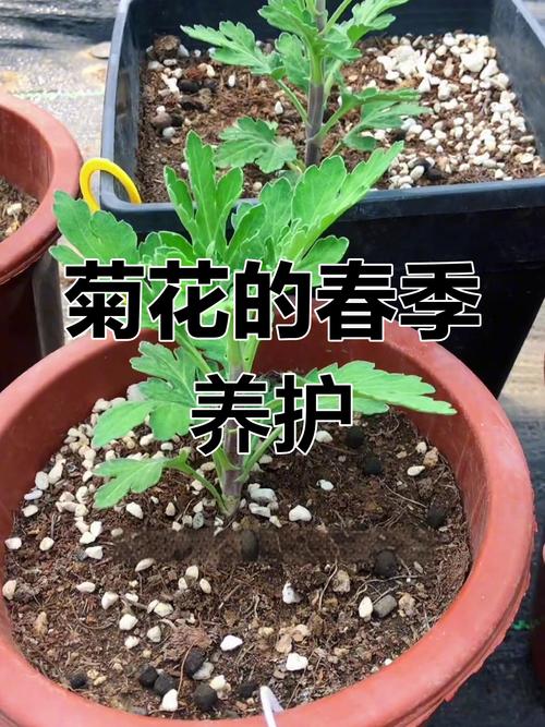 菊花春天怎么养（菊花春天养肝吗）-第5张图片-花花知道网