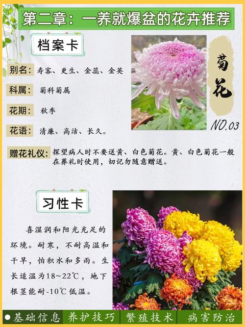 菊花春天怎么养（菊花春天养肝吗）-第6张图片-花花知道网
