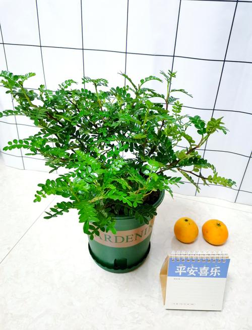 清香木怎么养（刚买回来的清香木怎么养）-第5张图片-花花知道网