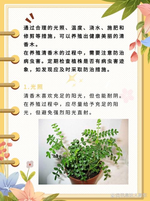 清香木怎么养（刚买回来的清香木怎么养）-第6张图片-花花知道网