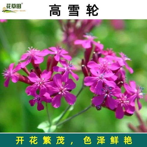 高雪轮的四季养护方式（高雪轮别名）-第4张图片-花花知道网