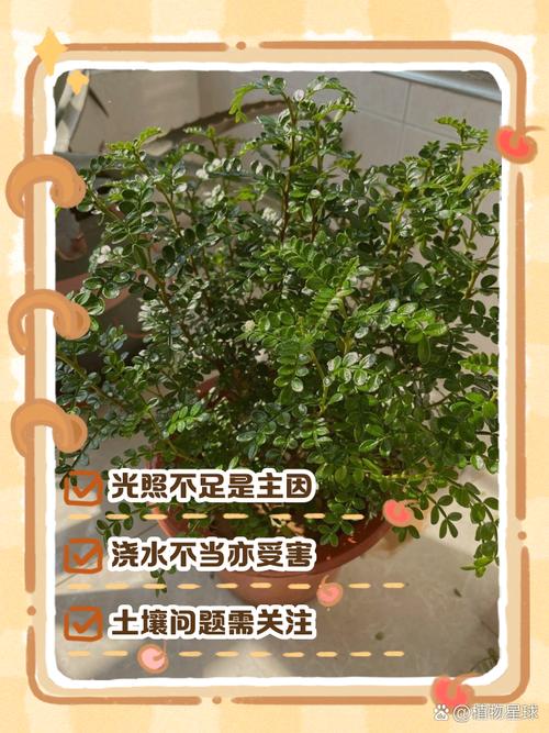清香木叶子下垂怎么办（清香木叶子下垂怎么办呢）-第2张图片-花花知道网