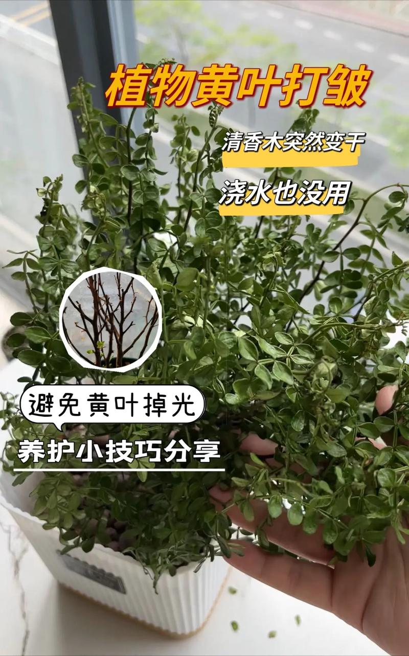 清香木叶子下垂怎么办（清香木叶子下垂怎么办呢）-第3张图片-花花知道网