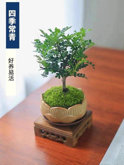 清香木叶子下垂怎么办（清香木叶子下垂怎么办呢）-第4张图片-花花知道网