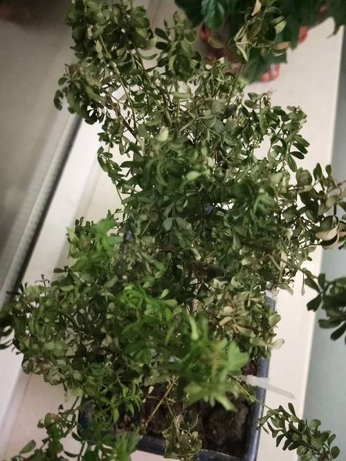 清香木叶子下垂怎么办（清香木叶子下垂怎么办呢）-第5张图片-花花知道网