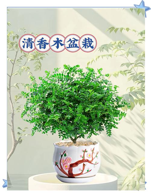 清香木叶子下垂怎么办（清香木叶子下垂怎么办呢）-第6张图片-花花知道网