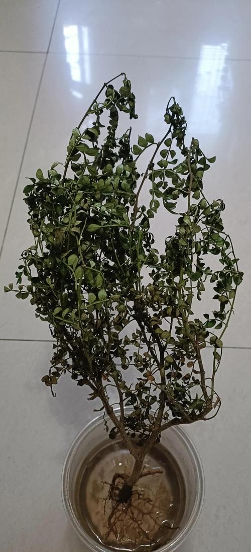 清香木叶子下垂怎么办（清香木叶子下垂怎么办呢）-第7张图片-花花知道网