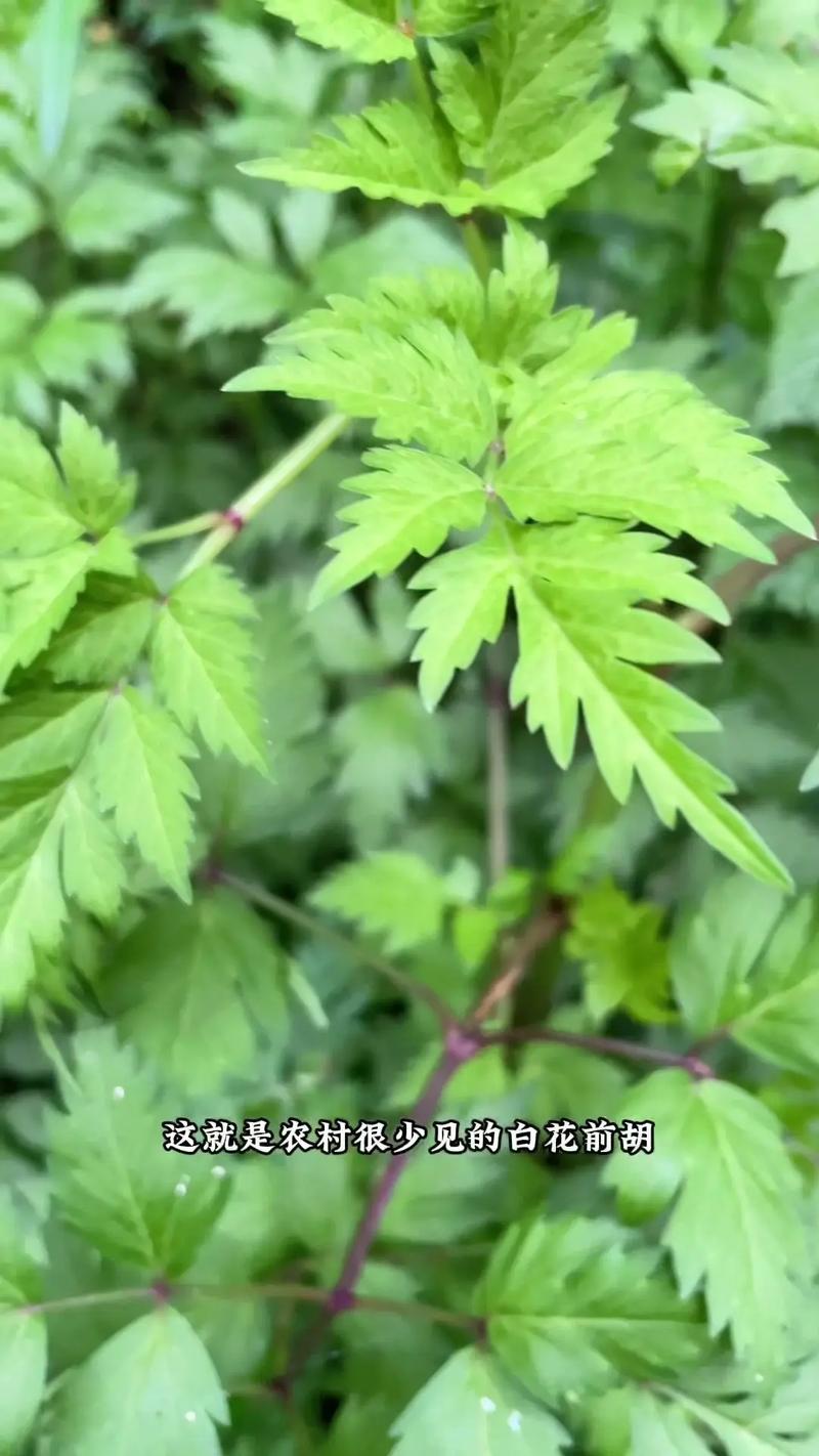 白花前胡和毛前胡的区别（白花前胡和前胡有什么区别）-第2张图片-花花知道网