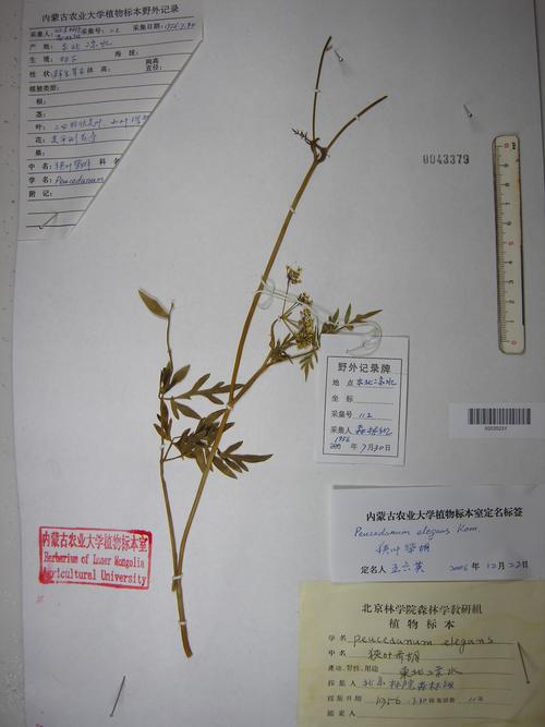 白花前胡和毛前胡的区别（白花前胡和前胡有什么区别）-第5张图片-花花知道网