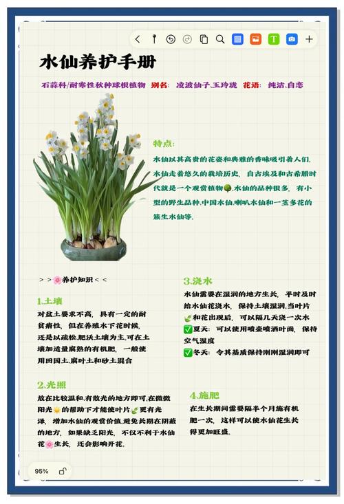 水仙花怎么会养好（水仙花怎么才能养好）-第4张图片-花花知道网