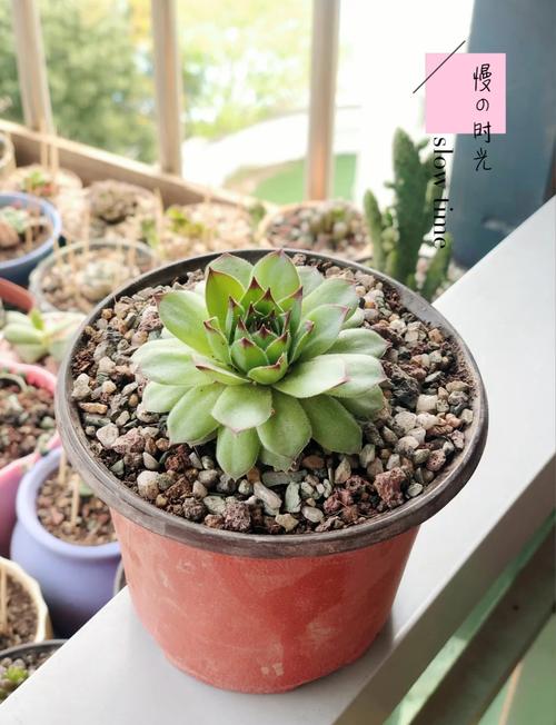 观音莲如何爆盆（观音莲怎么养爆盆修剪视频）-第2张图片-花花知道网