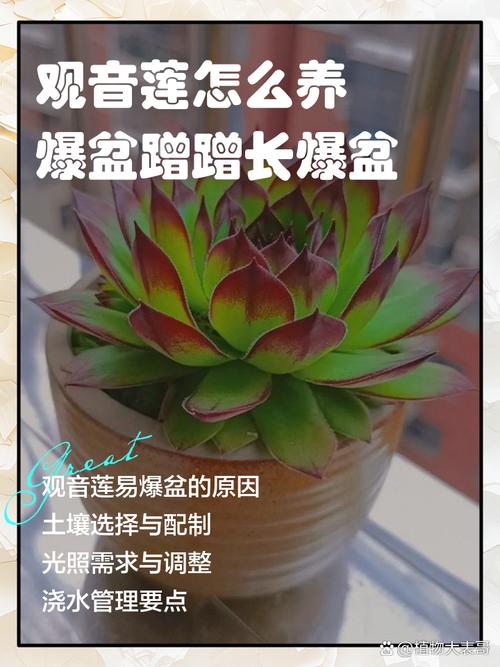 观音莲如何爆盆（观音莲怎么养爆盆修剪视频）-第4张图片-花花知道网