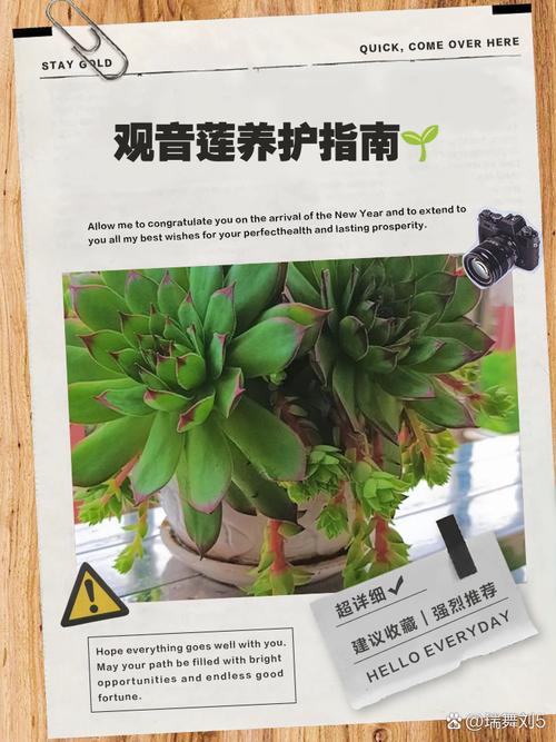 观音莲如何爆盆（观音莲怎么养爆盆修剪视频）-第5张图片-花花知道网