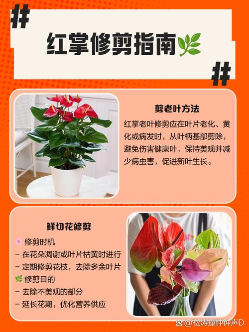 红掌怎么修剪（红掌怎么修剪才能开花）-第1张图片-花花知道网