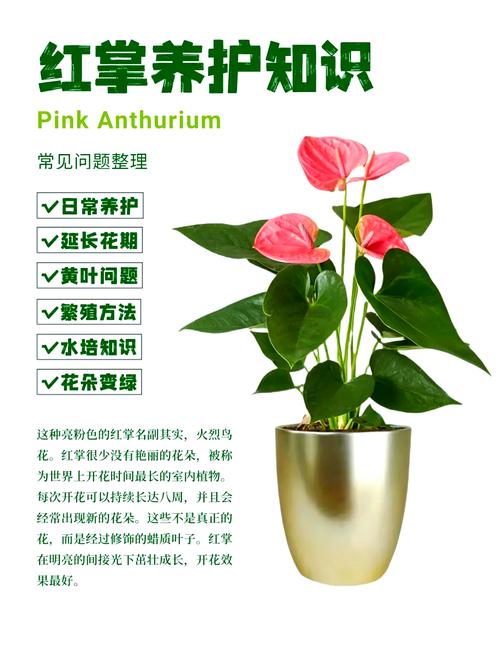 红掌怎么修剪（红掌怎么修剪才能开花）-第2张图片-花花知道网